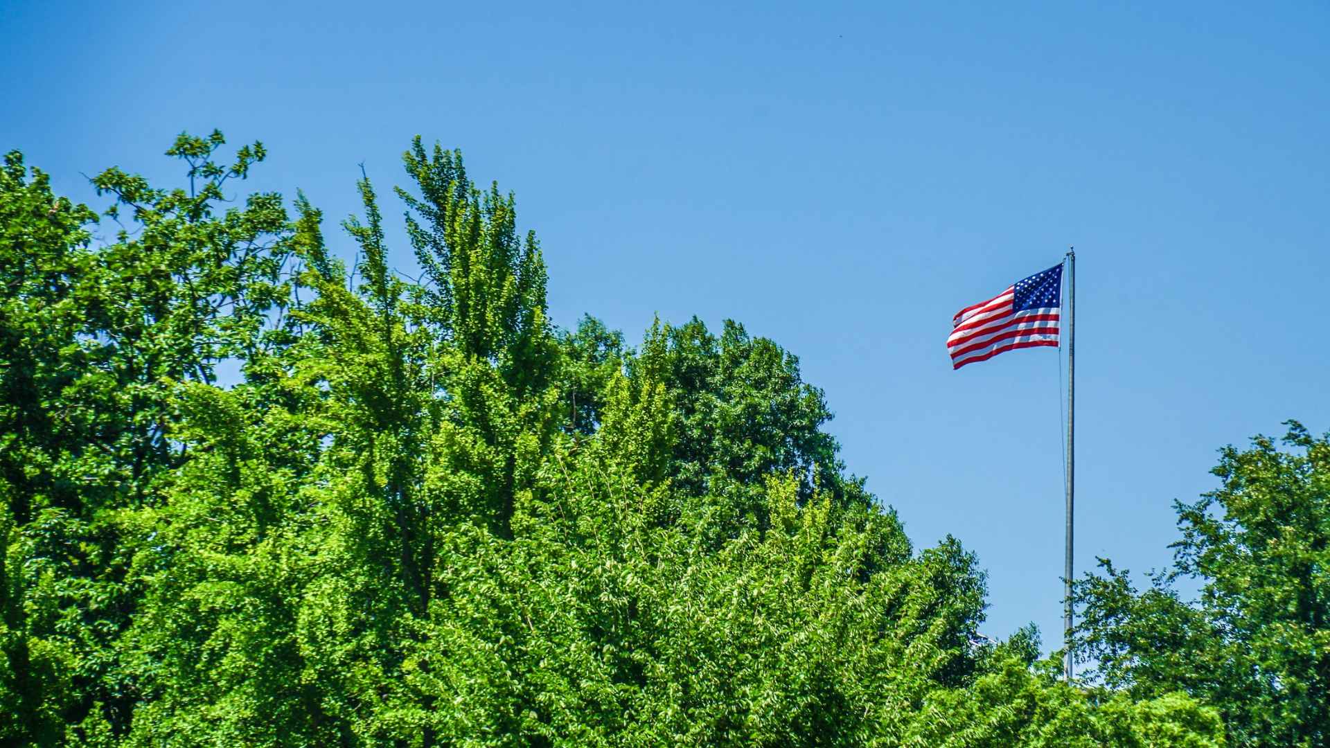 Tree american flag 1